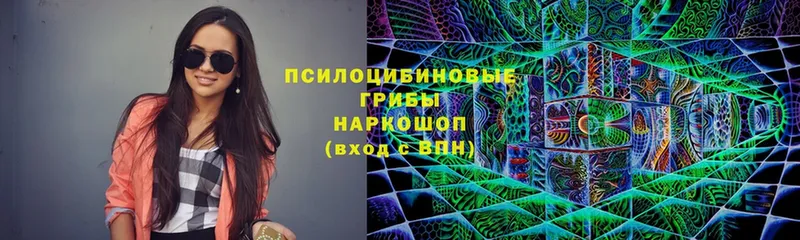 Псилоцибиновые грибы Cubensis  купить закладку  Железногорск 